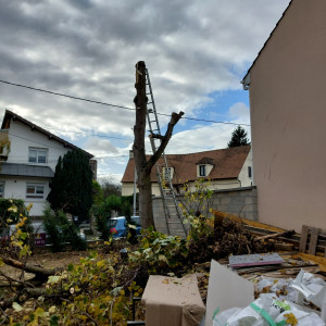 Photo de galerie - Elagage et coupe d'arbres