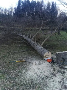 Photo de galerie - Abattages arbres 