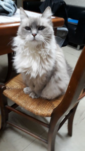 Photo de galerie - Garde chat
