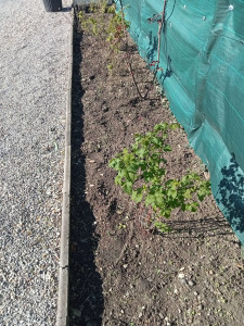 Photo de galerie - Jardinier