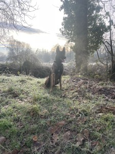 Photo de galerie - Mon malinois 