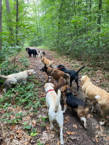 Photo de galerie - Promenade Canine 