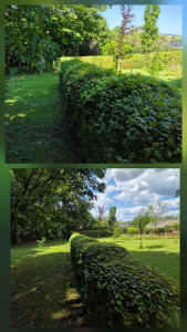 Photo de galerie - Taille de haie en boule 