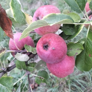Photo de galerie - Taille d'arbres fruitiers 