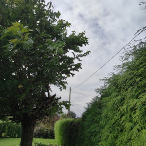 Photo de galerie - Intervention, afin d'éviter que les branches tombent sur les fils électriques 