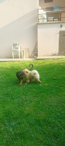 Photo de galerie - Garde chien