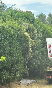 Photo de galerie - Taille de chez une cliente commencement