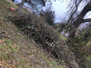 Photo de galerie - Tonte de pelouse - Débroussaillage