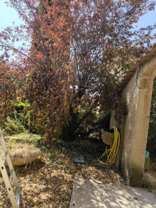Photo de galerie - Avant taille prunier 