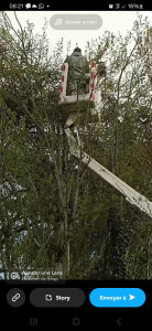Photo de galerie - élagage de plusieurs peuplier par camion nacelle 