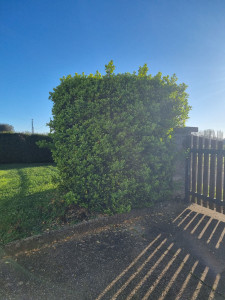 Photo de galerie - Taille de haies et d'arbustes