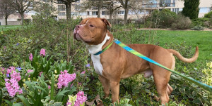 Photo de galerie - Garde chien et sortie si besoin 