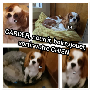 Photo de galerie - GARDER, nourrir, boire, jouer, sortir votre CHIEN