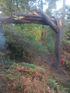 Photo de galerie - Elagage et coupe d'arbres