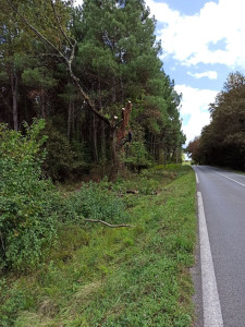 Photo de galerie - Abattage d'un arbre en bord de route