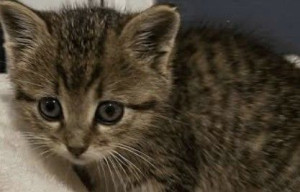 Photo de galerie - Un petit chaton billy très mignon ? 
