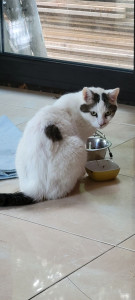 Photo de galerie - Cat sitting à mon domicile