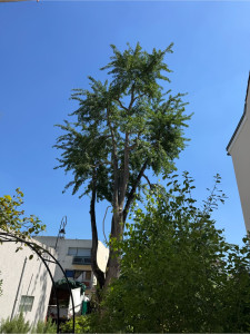 Photo de galerie - Taille sur un ginkgo 