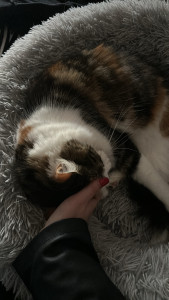 Photo de galerie - Garde de chat / visites