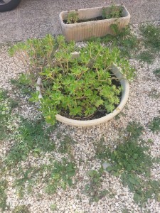 Photo de galerie - Je réalisé entretien de jardins 