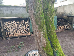 Photo de galerie - Elagage et coupe d'arbres