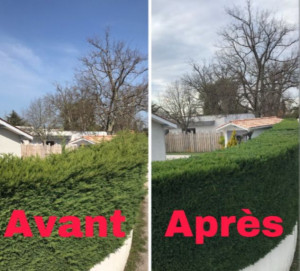 Photo de galerie - Taille de haie avant et après 
