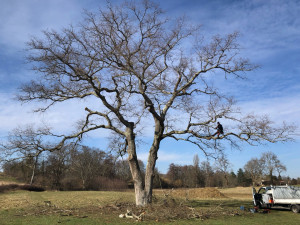 Photo de galerie - Nettoyage des bois morts dans un grand chêne 