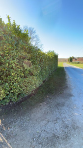 Photo de galerie - Taille de haies et d'arbustes