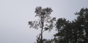 Photo de galerie - Elagage et coupe d'arbres
