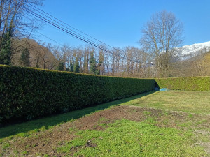 Photo de galerie - Taille d'une haie de Prunus laurocerasus 'Caucasica' (Laurier Palme)