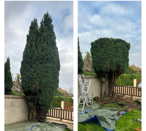 Photo de galerie - Elagage et coupe d'arbres