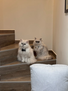 Photo de galerie - Garde chat 