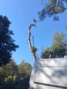 Photo de galerie - Démontage d’un arbre 
