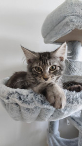 Photo de galerie - Je vous présente Tsuki, mon chaton croisé Mainecoon de 4 mois ! Identifié et vacciné, je le possède depuis ses 2 mois :)