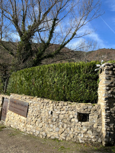 Photo de galerie - Taille de cyprès 