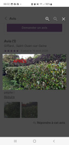 Photo de galerie - Taille de haies et d'arbustes