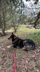 Photo de galerie - Guarde de chien chez toi 