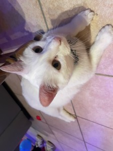 Photo de galerie - Garde chat