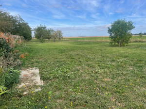 Photo de galerie - Tonte de pelouse - Débroussaillage