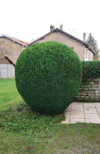 Photo de galerie - Taille en boule 
