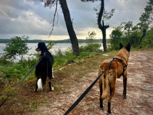 Photo de galerie - Promenade de chiens