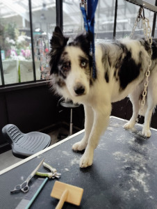 Photo de galerie - Border Collie qui a l'habitude de se faire toiletter par mes soins.