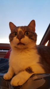 Photo de galerie - Garde chat