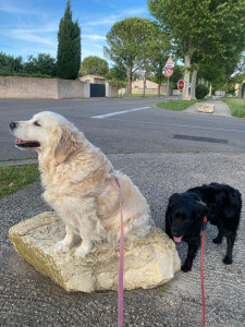 Photo de galerie - Promenade de ma chienne (noire) avec une Golden âgée que j’ai gardé pendant 1 semaine avec qui j’ai travaillé un peu sa souplesse et son endurance de façon modéré et adapté à son âge.