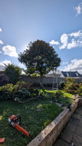 Photo de galerie - Élagage d'un Magnolia persistant 