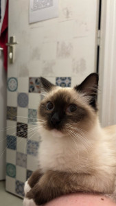 Photo de galerie - Garde chat