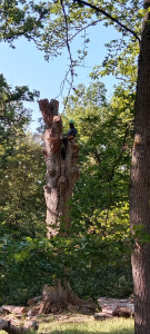 Photo de galerie - Démontage, évacuation du bois, suppression de la souche 

