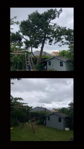 Photo de galerie - Elagage et coupe d'arbres