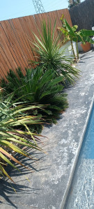 Photo de galerie - Réalisation d'une taille d'arbres et arbustes 