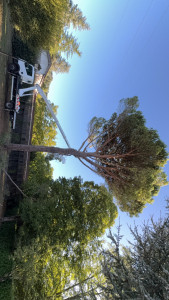 Photo de galerie - Élagage d’un pin. 